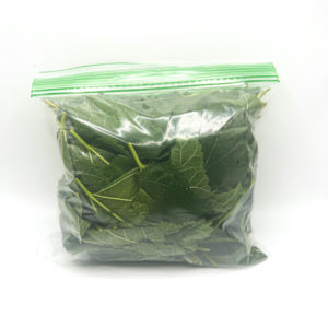Fresh Mulberry Leaves
