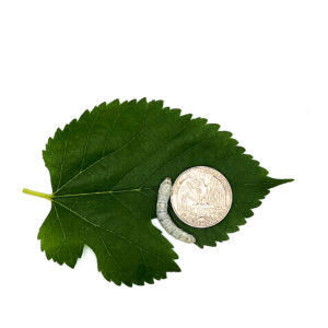 1000CT Medium Size Silkworms + 4 Bags Mulberry leaves