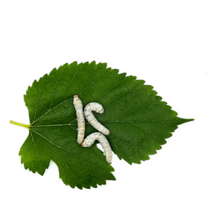 Medium Size Live Silkworms