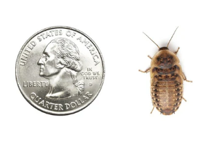 Medium Size Live Dubia Roaches