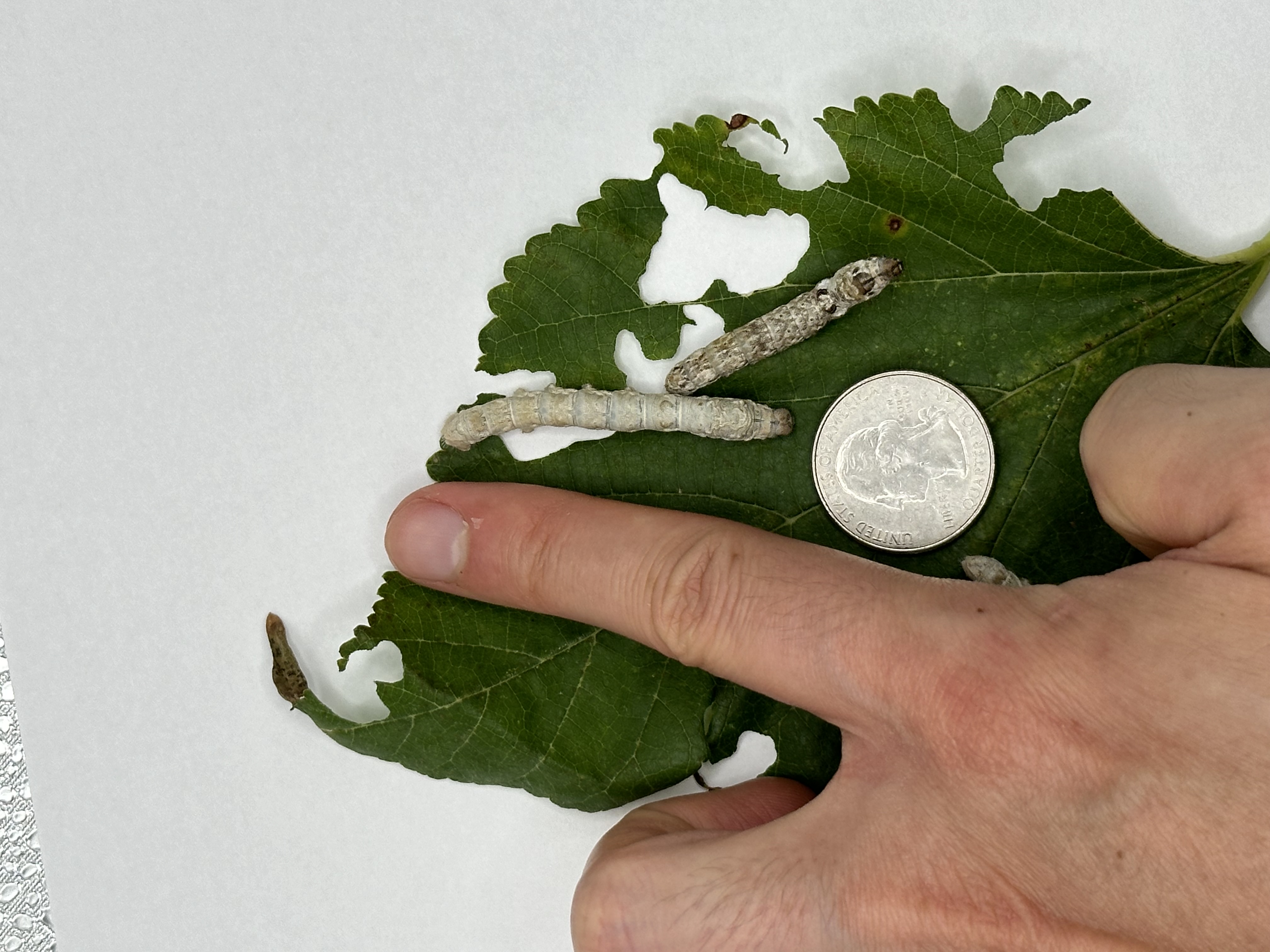 Large Size Live Silkworms