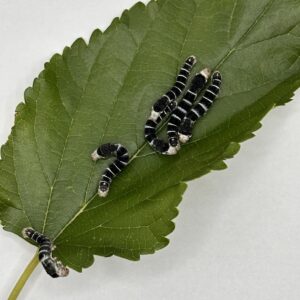 Live Reverse Zebra Silkworms (Medium Size)